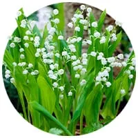 Ландыши майские по доступной цене в магазине Флориум.