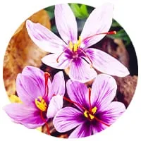 Шафран по доступной цене в магазине Флориум.