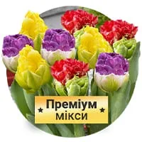 Миксы Премиум Тюльпанов по доступной цене в магазине Флориум.