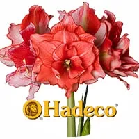 Амариліси від Hadeco по доступній ціні в магазині Флоріум.