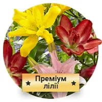 Премиум Лилии по доступной цене в магазине Флориум.