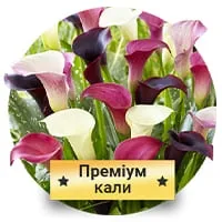 Преміум Кали по доступній ціні в магазині Флоріум.