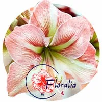 Амариліси від Floralia по доступній ціні в магазині Флоріум.