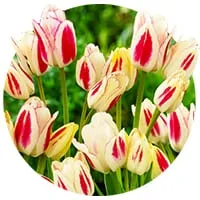 Семейные / Многоцветковые по доступной цене в магазине Флориум.