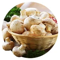 Мицелий 🍄 по доступной цене в магазине Флориум.